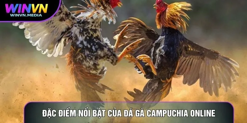 Đặc điểm nổi bật của đá gà Campuchia online 