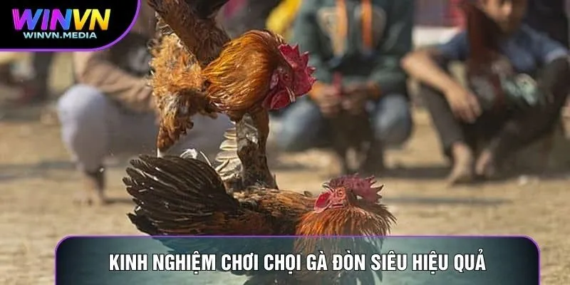 Kinh nghiệm chơi chọi gà đòn hiệu quả