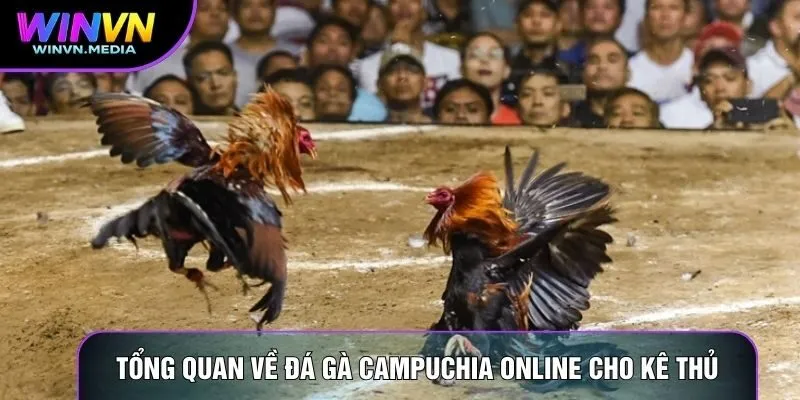 Tổng quan về đá gà Campuchia online cho kê thủ